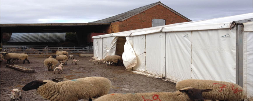 Sheep & Lambs in a temporary lambing cover